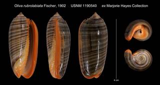 To NMNH Extant Collection (Oliva rubrolabiata Fischer, 1902 USNM 1190540 ex Marjorie Hayes Collection)
