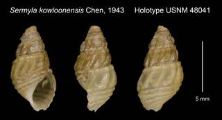 To NMNH Extant Collection (Sermyla kowloonensis Chen, 1943 Holotype USNM 48041)