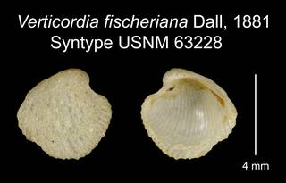 To NMNH Extant Collection (Verticordia fischeriana Dall, 1881 Syntype USNM 63228)