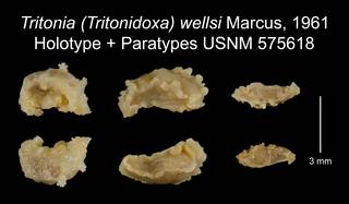 To NMNH Extant Collection (Tritonia (Tritonidoxa) wellsi Marcus, 1961 Holotype USNM 575618)