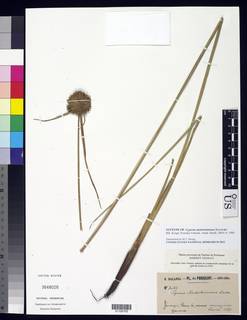 To NMNH Botany Collections (Cyperus niederleinianus NMNH3648026 type 1)