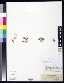 To Cyperus_truncatulus_NMNH3648062_type_1