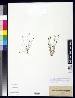 To Fimbristylis_coleotricha_NMNH3648075_type_1