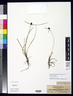 To NMNH Botany Collections (Kyllinga atrosanguinea NMNH3648042 type 1)