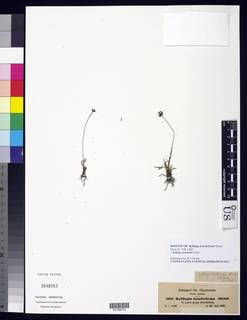 To NMNH Botany Collections (Kyllinga bracheilema NMNH3648053 type 1)