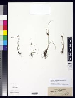 To NMNH Botany Collections (Kyllinga chlorotropis NMNH3648040 type 1)