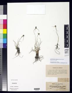 To NMNH Botany Collections (Kyllinga nervosa NMNH3648056 type 1)