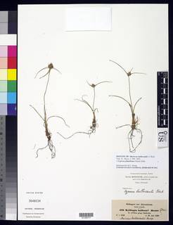 To Mariscus_bulbocaulis_NMNH3648034_type_1