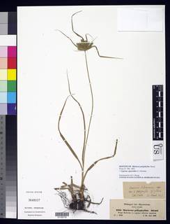 To NMNH Botany Collections (Mariscus polyphyllus NMNH3648037 type 1)