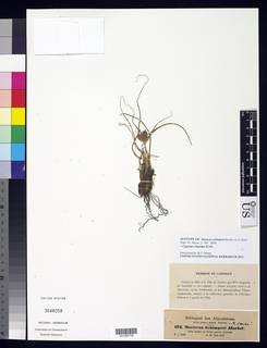 To NMNH Botany Collections (Mariscus schimperi NMNH3648058 type 1)