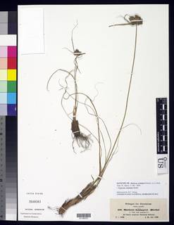 To NMNH Botany Collections (Mariscus schimperi NMNH3648083 type 1)