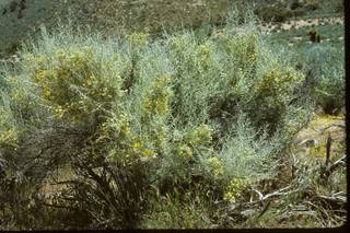 To NMNH Extant Collection (PIC_TFN10443)