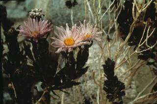 To NMNH Extant Collection (PIC_WVU11595)