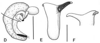 To NMNH Extant Collection (Pyrgulopsis turbatrix USNM 860699)