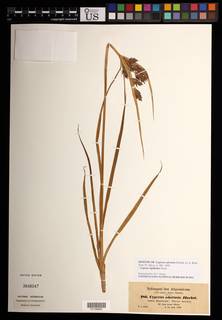 To NMNH Botany Collections (
Cyperus adoensis NMNH3648047 type 1)