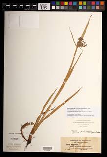 To NMNH Botany Collections (
Cyperus andschoa NMNH3648028 type 1)