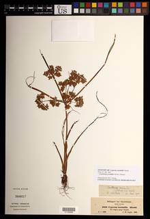 To Cyperus_assimilis_NMNH3648017_type_1