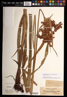 To NMNH Botany Collections (Cyperus derreilema NMNH3648081 type 1)