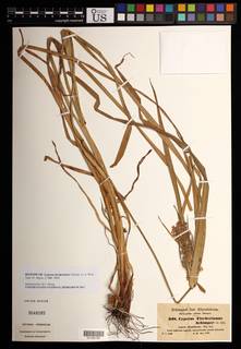 To NMNH Botany Collections (Cyperus fischerianus NMNH3648085 type 1)