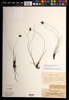 To Cyperus_nigricans_NMNH3648061_type_1