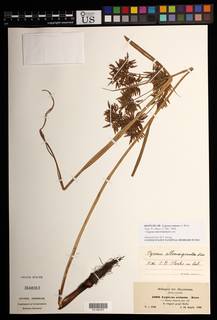 To Cyperus_retusus_NMNH3648063_type_1