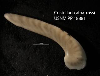 To NMNH Paleobiology Collection (Cristellaria albatrossi USNM 18881 holo a)