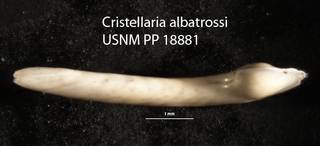 To NMNH Paleobiology Collection (Cristellaria albatrossi USNM 18881 holo b)
