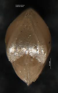 To NMNH Paleobiology Collection (Cristellaria alucinans USNM 548993 holo b)