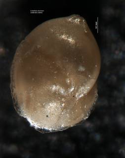 To NMNH Paleobiology Collection (Cristellaria alucinans USNM 548993 holo a)