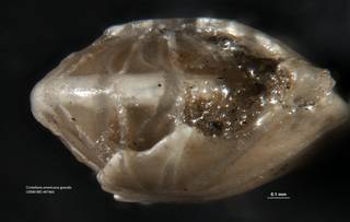 To NMNH Paleobiology Collection (Cristellaria americana grandis USNM 497460 holo)