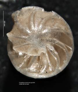 To NMNH Paleobiology Collection (Cristellaria americana grandis USNM 497460 holotype)