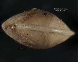 To NMNH Paleobiology Collection (Cristellaria americana USNM 497567 para b)