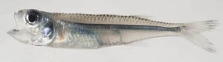 To NMNH Extant Collection (Atherinomorus stipes USNM 414661 photograph lateral view)