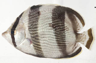 To NMNH Extant Collection (Chaetodon striatus USNM 414626 photograph lateral view)