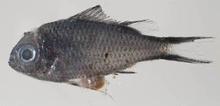 To NMNH Extant Collection (Chromis cyanea USNM 414501 photograph lateral view)