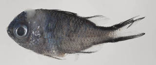 To NMNH Extant Collection (Chromis cyanea USNM 414500 photograph lateral view)