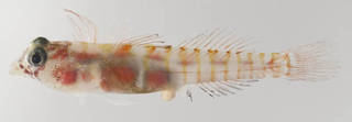 To NMNH Extant Collection (Tigrigobius dilepis USNM 414485 photograph lateral view)