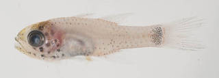 To NMNH Extant Collection (Phaeoptyx pigmentaria USNM 414456 photograph lateral view)