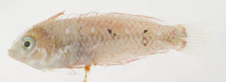 To NMNH Extant Collection (Xyrichthys USNM 414442 photograph lateral view)