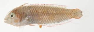 To NMNH Extant Collection (Xyrichthys USNM 414441 photograph lateral view)