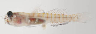 To NMNH Extant Collection (Tigrigobius dilepis USNM 414425 photograph lateral view)