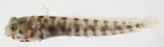 To NMNH Extant Collection (Acanthemblemaria spinosa USNM 414416 photograph lateral view)