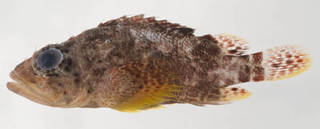 To NMNH Extant Collection (Scorpaenodes caribbaeus USNM 413616 photograph lateral view)