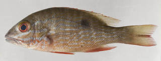 To NMNH Extant Collection (Lutjanus analis USNM 413602 photograph lateral view)