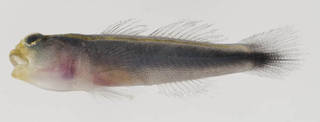 To NMNH Extant Collection (Elacatinus horsti USNM 413443 photograph lateral view)