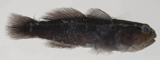 To NMNH Extant Collection (Elacatinus horsti USNM 413440 photograph lateral view)