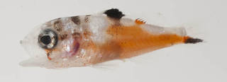 To NMNH Extant Collection (Serranus tabacarius USNM 413436 photograph lateral view)