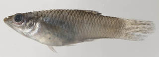 To NMNH Extant Collection (Fundulidae USNM 413433 photograph lateral view)