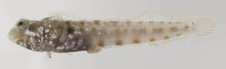 To NMNH Extant Collection (Acanthemblemaria USNM 413429 photograph lateral view)