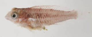 To NMNH Extant Collection (Scarus USNM 413428 photograph lateral view)